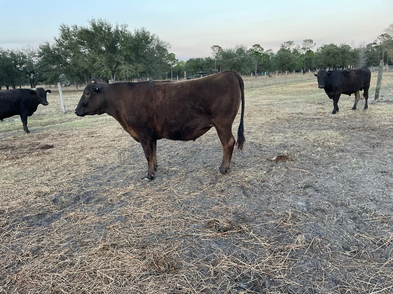 Fullblood Wagyu steer — side profile