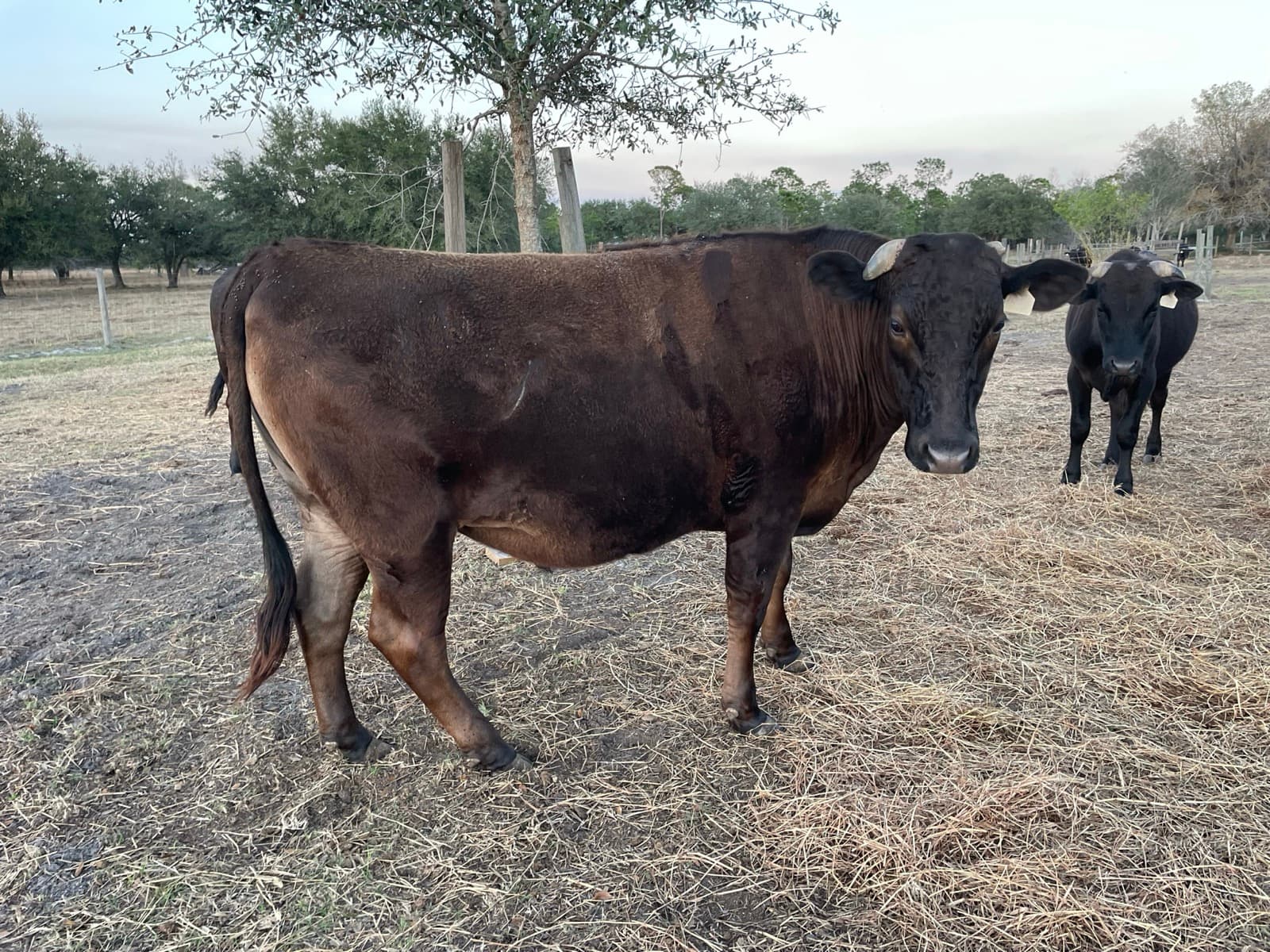 Fullblood Wagyu steer — close detail
