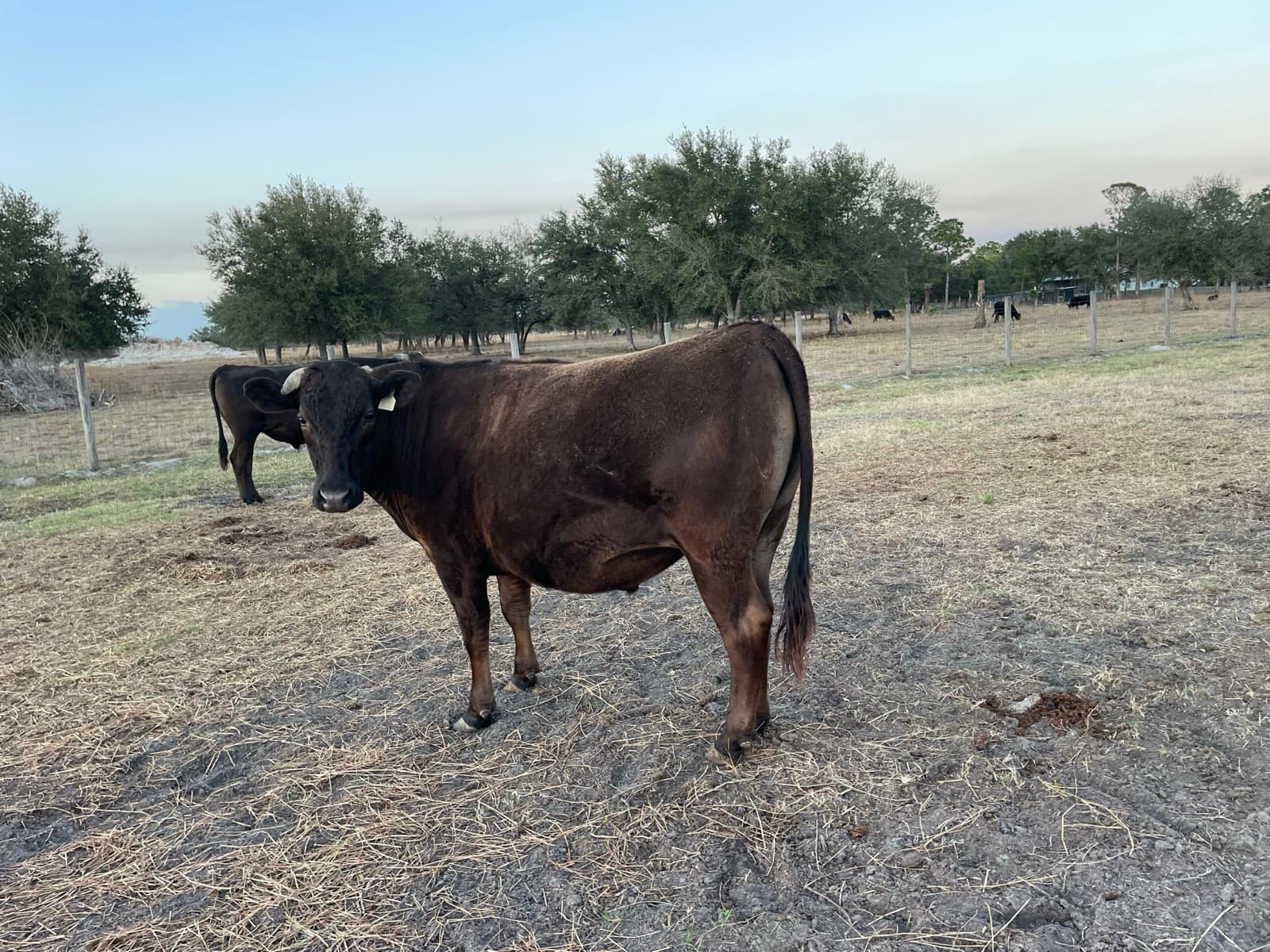 Fullblood Wagyu steer — homestead raised