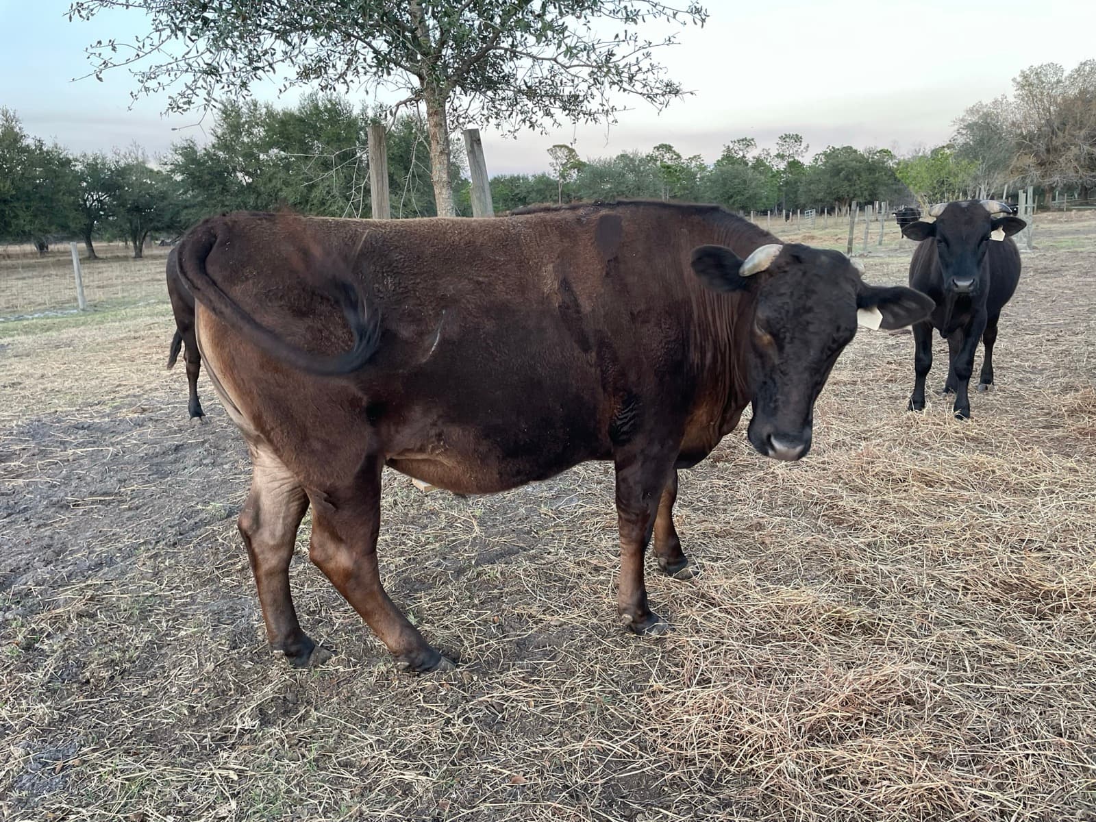 Fullblood Wagyu on pasture at Punta Wagyu Ranch
