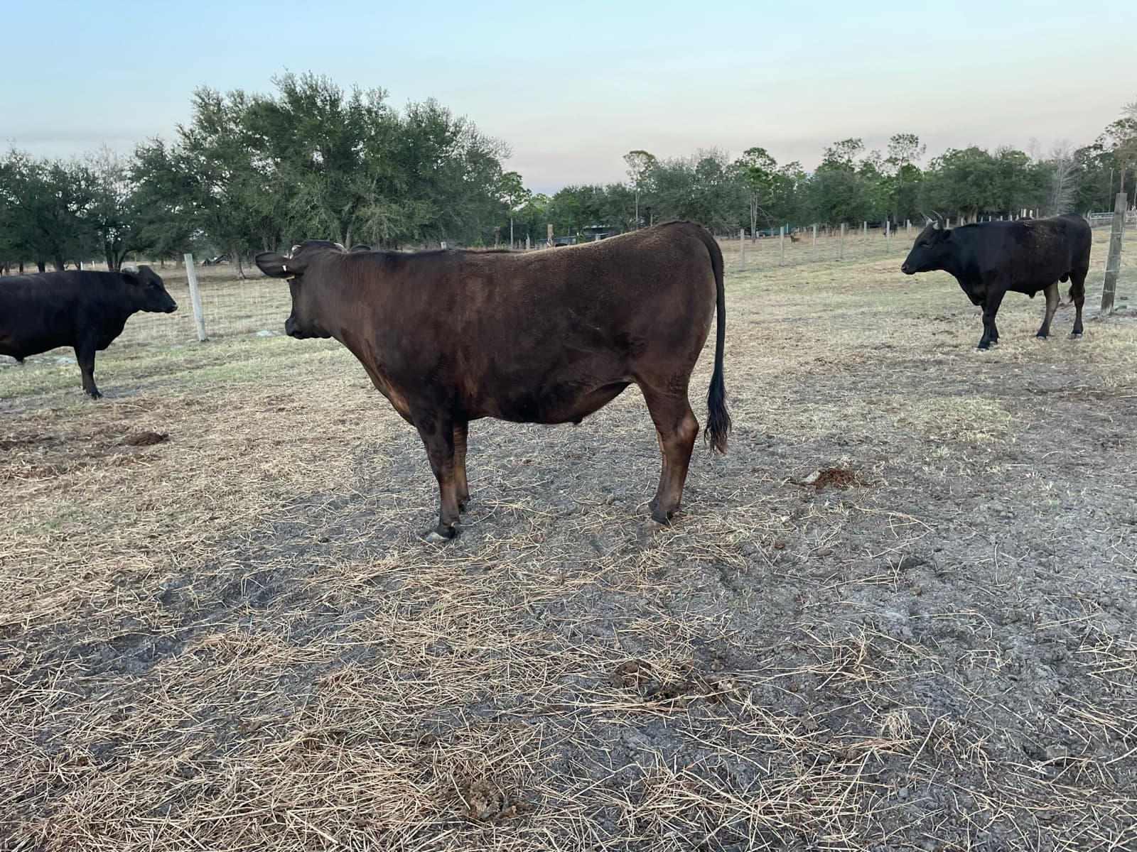 Fullblood Wagyu — pasture